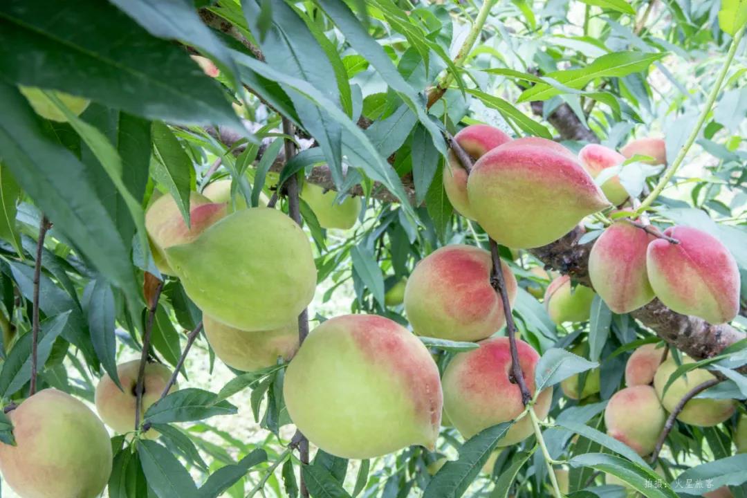 亲农好物｜翁源鹰嘴桃，好吃“桃”不掉！